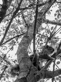 Low angle view of horse on tree