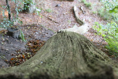 Close-up of tree stump in forest