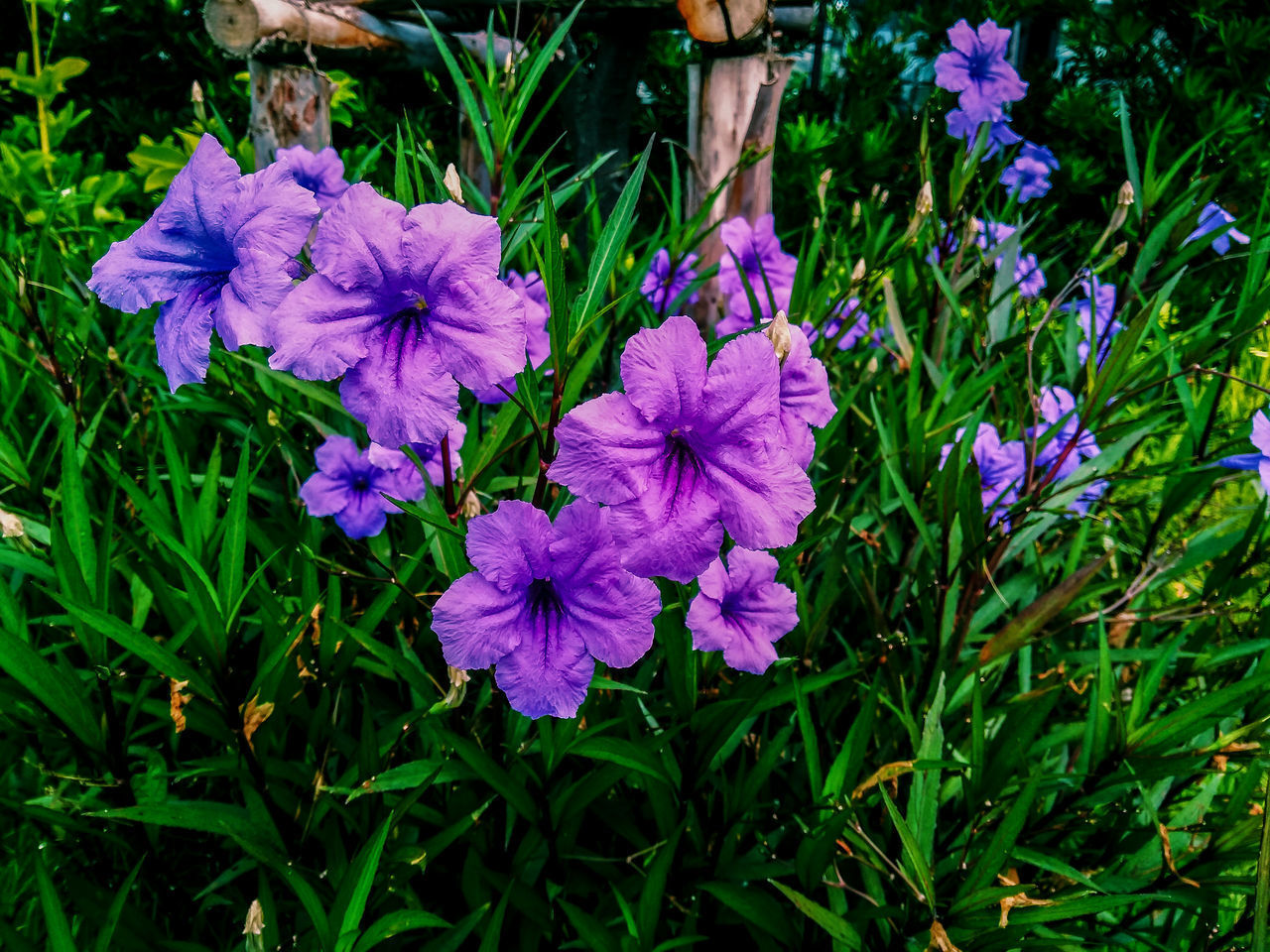 CLOSE-UP VIEW OF PURPLE FLOWERING PLANTS