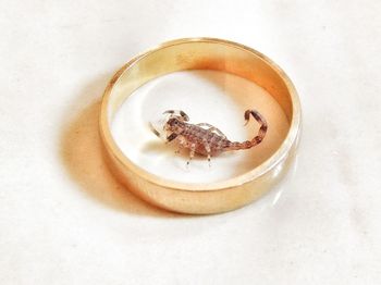High angle view of small scorpion in ring on table