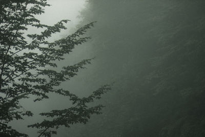 Low angle view of tree against sky