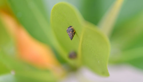 Close-up of insect on flower