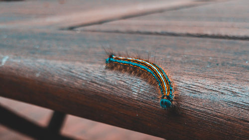 Close-up of insect on table