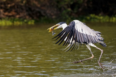 Bird flying over lake