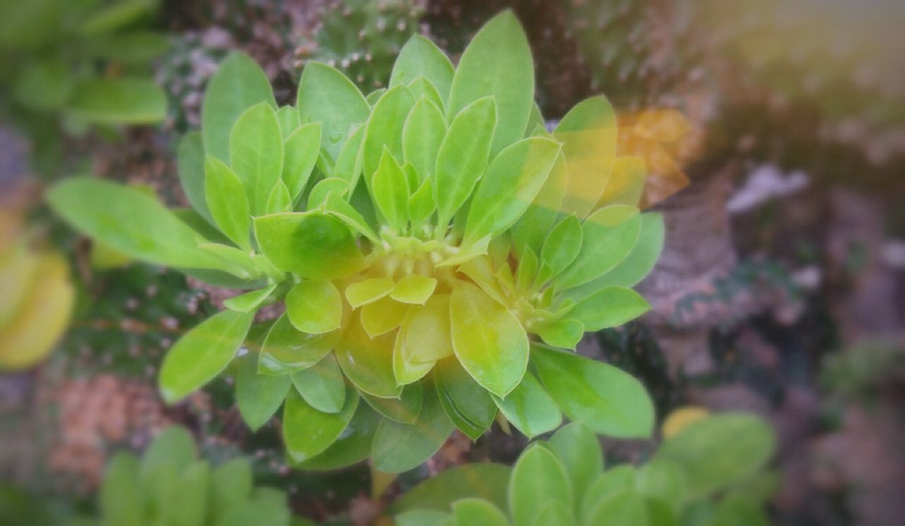 growth, leaf, nature, green color, focus on foreground, close-up, plant, beauty in nature, outdoors, freshness, yellow, no people, day, fragility, flower head