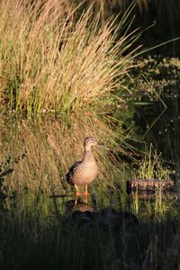 Side view of a bird on grass