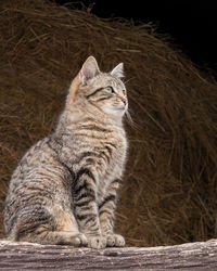 Close-up of cat looking away