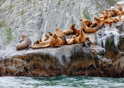 The steller sea lion eumetopias jubatus on rock in kamchatka peninsula