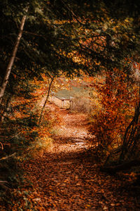 Trees growing in forest during autumn