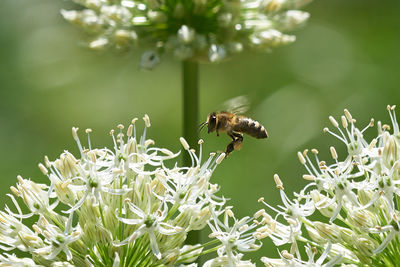 Close-up of bee pollinating on flower