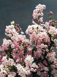 Pink flowers blooming on tree