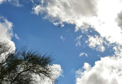 Low angle view of trees against blue sky