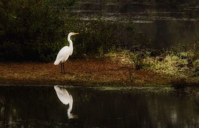 Gray heron perching on tree by lake