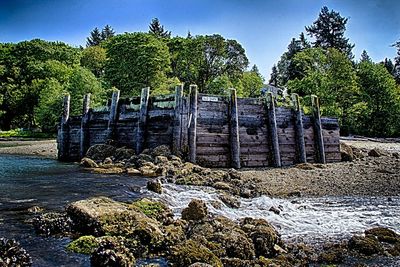 Scenic view of trees against sky