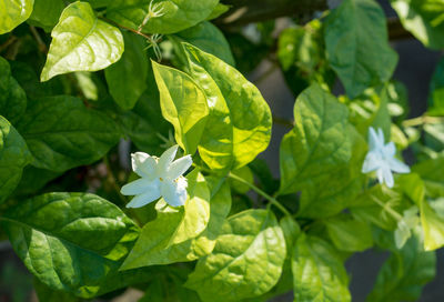 Close-up of plant