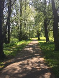 Pathway along trees in forest