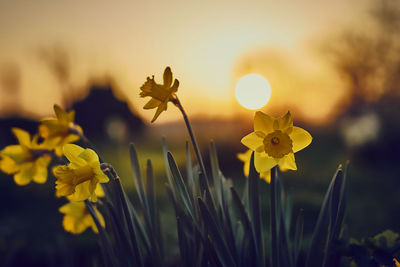 Close-up of yellow flowering plant on field against sky