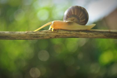 Close-up of snail on tree