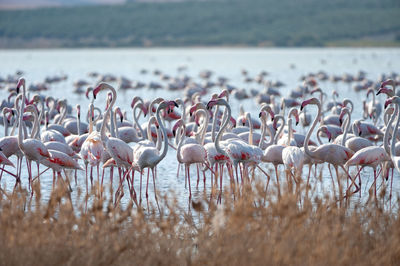 Flock of birds in lake