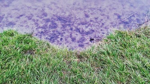 Grass growing in water