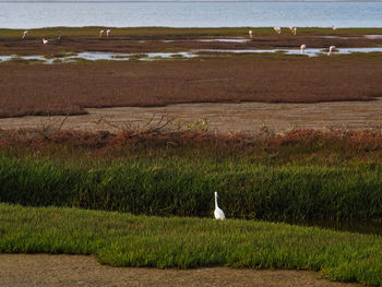 View of seagull on land