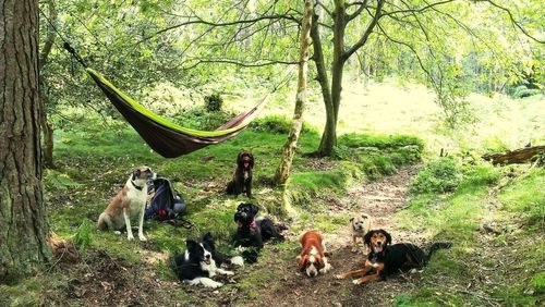 Dogs relaxing at forest