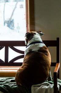 Rear view of english bulldog sitting on bench at home