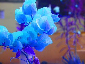 Close-up of blue flower