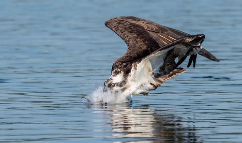 Bird foraging in sea