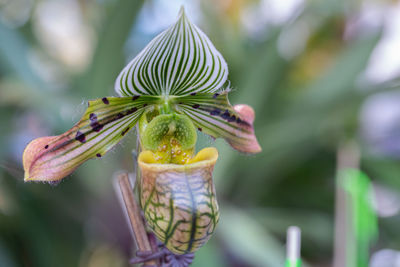 Close-up of insect on plant