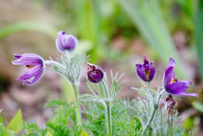 Close-up of purple flowering plants on field