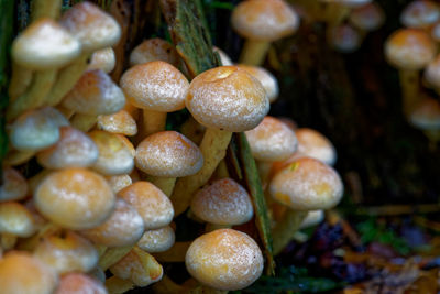 Close-up of mushrooms growing on field