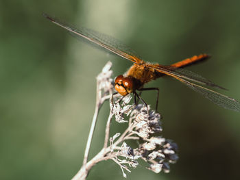 Close-up of dragonfly on plant