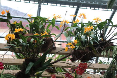 Close-up of potted plants in greenhouse