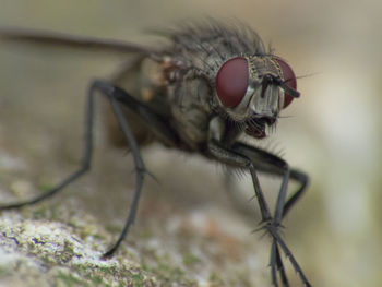 Close-up of insect