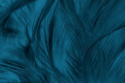 Close-up of peacock feather against black background