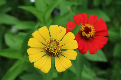 Close-up of yellow flower