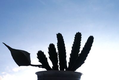 Low angle view of succulent plant against sky