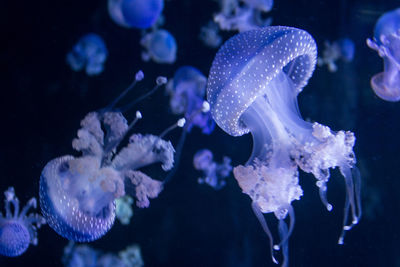 Close-up of jellyfish swimming in aquarium