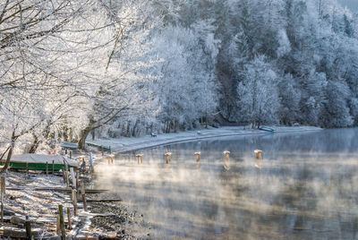 Scenic view of trees during winter