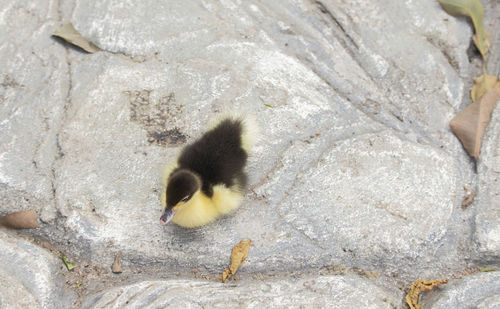 Close-up of a bird