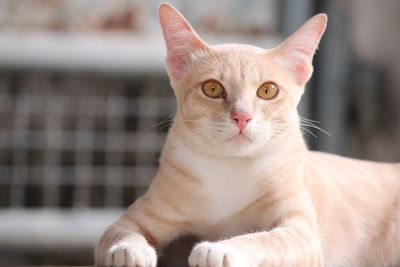 Close-up portrait of ginger cat