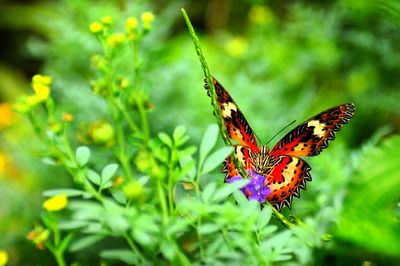 Butterfly pollinating on flower