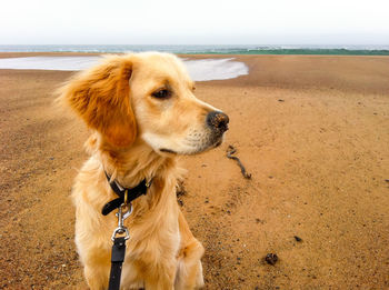 Close-up of dog at beach against sky