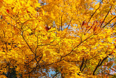 Low angle view of maple tree