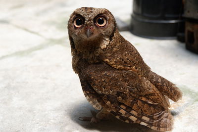 Close-up portrait of owl