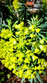 High angle view of leaves on plant in field