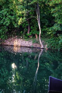 Reflection of trees on lake in forest