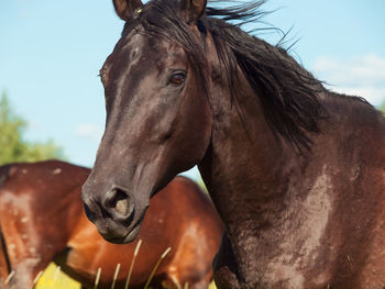 Close-up of horse against sky