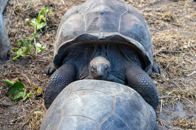 Close-up of tortoise on field